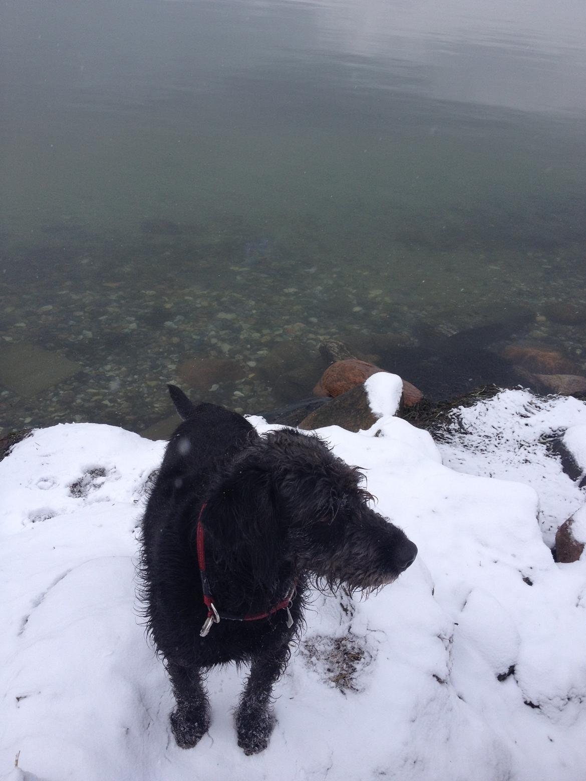 Blanding af racer King billede 14