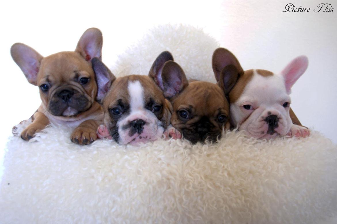 Fransk bulldog Bobby - Bobby og de 3 damer billede 2