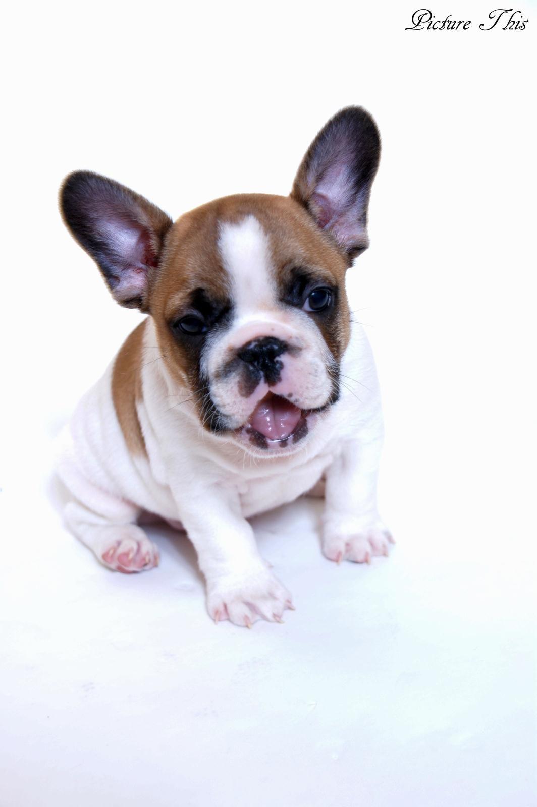 Fransk bulldog Bobby - Bobby <3 billede 1