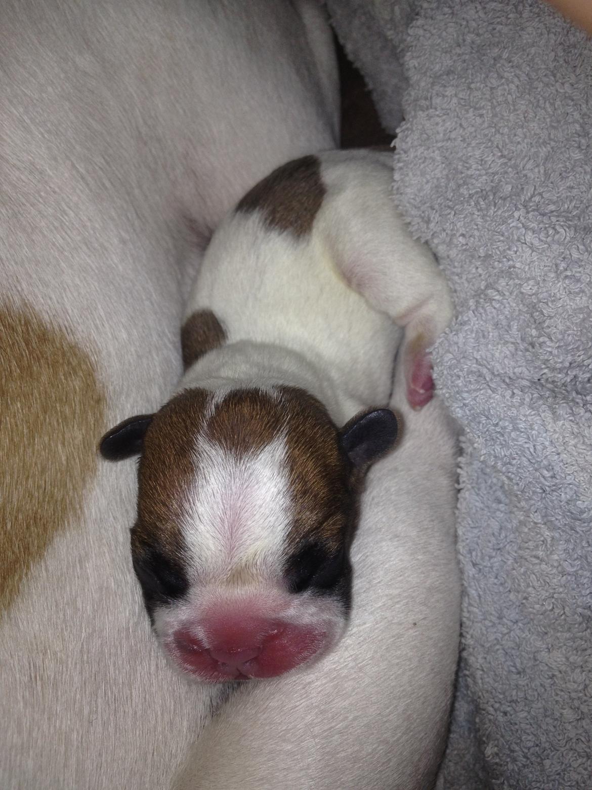 Fransk bulldog Bobby - 10 min gammel :) billede 3