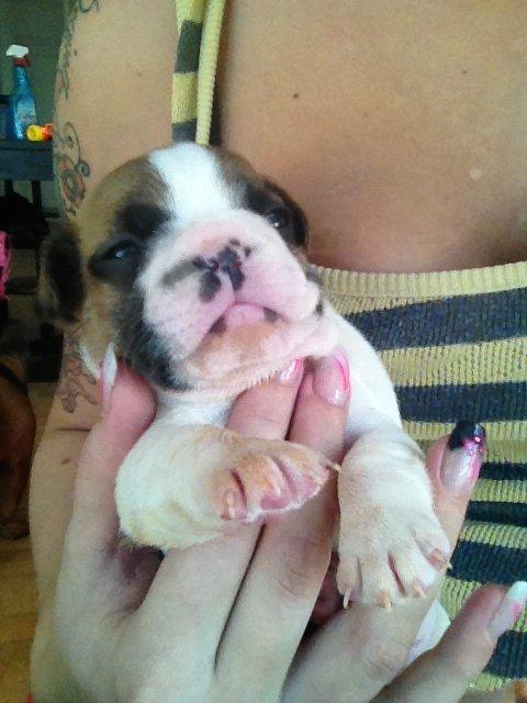 Fransk bulldog Bobby billede 4