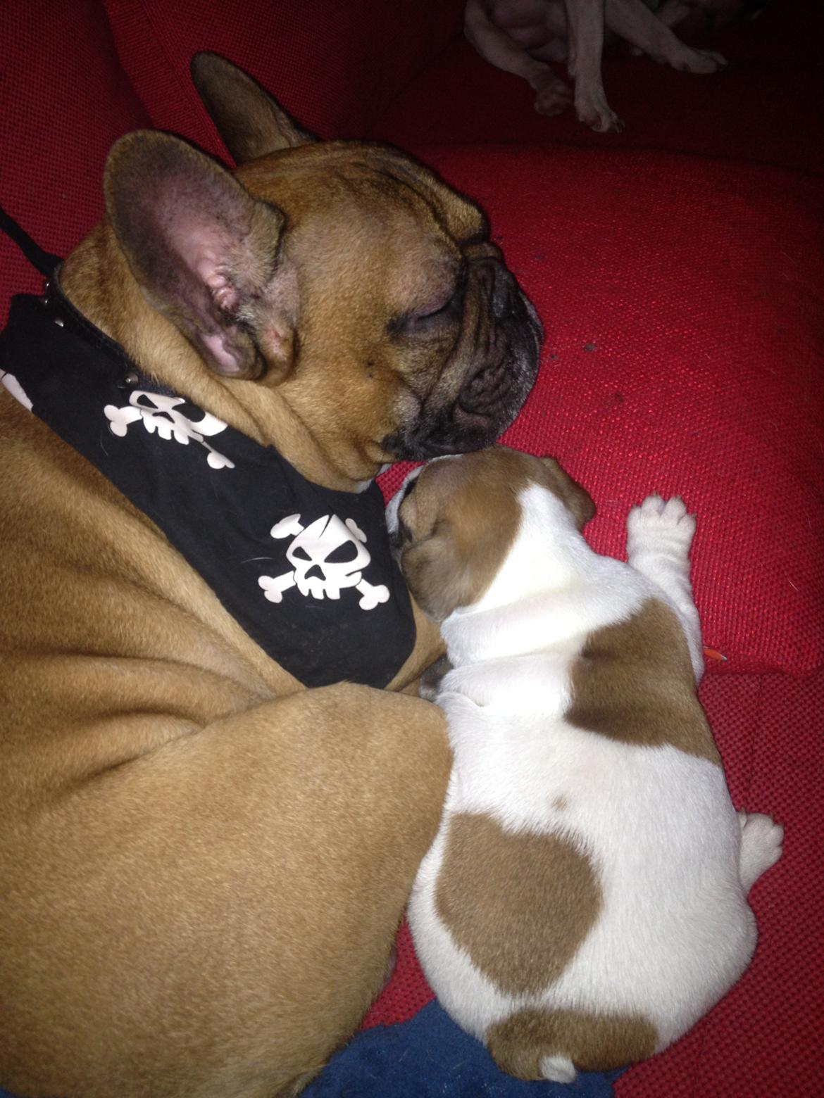 Fransk bulldog Bobby - Putter med far :) billede 5