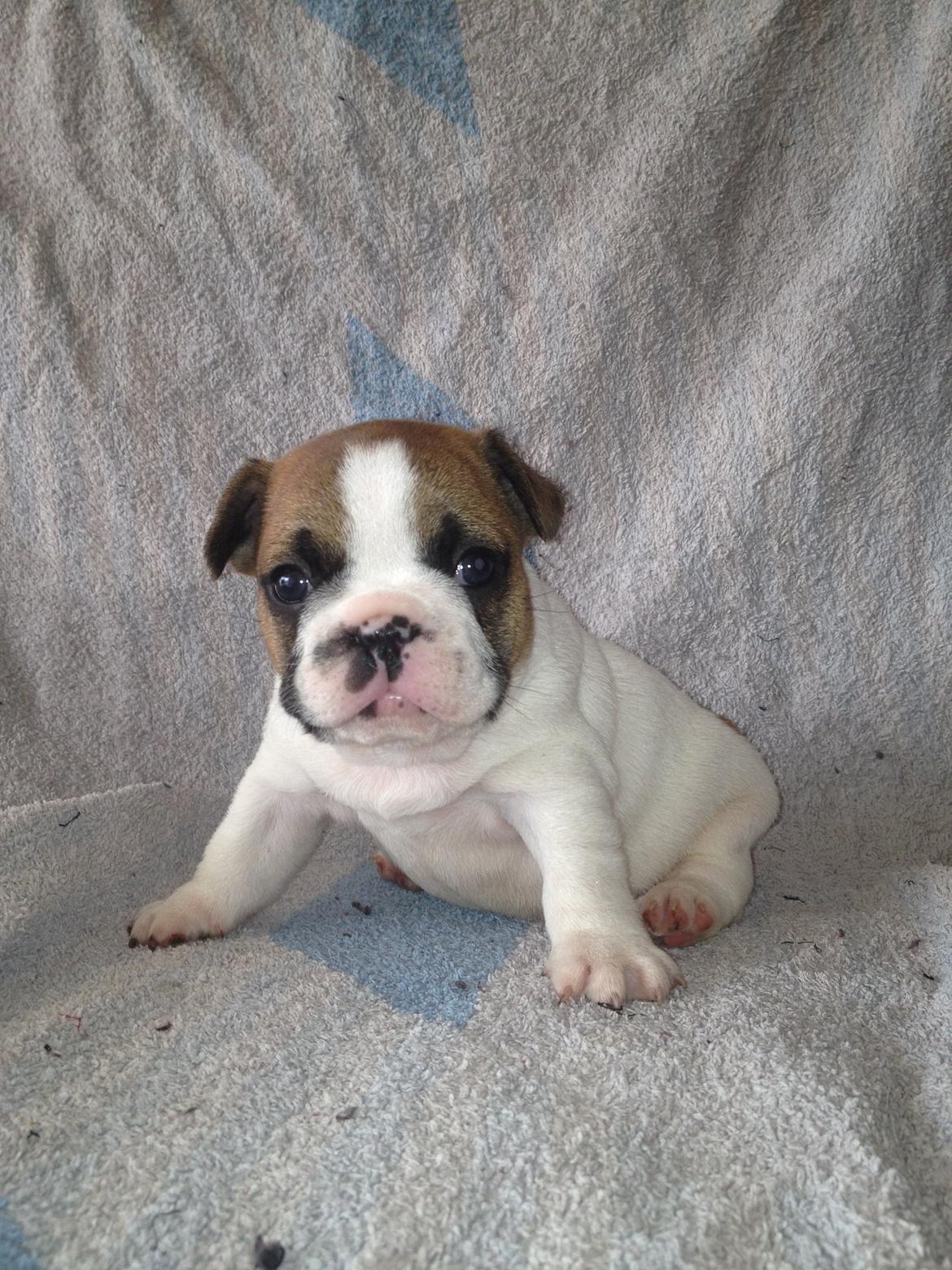 Fransk bulldog Bobby - 3 uger gammel billede 6