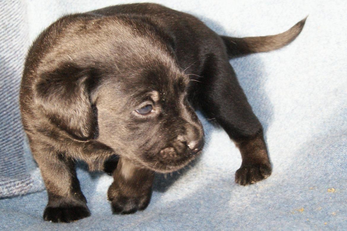 Labrador retriever BRUTUS - 4 uger billede 12