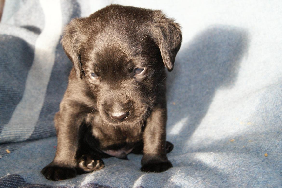 Labrador retriever BRUTUS - 4 uger billede 13