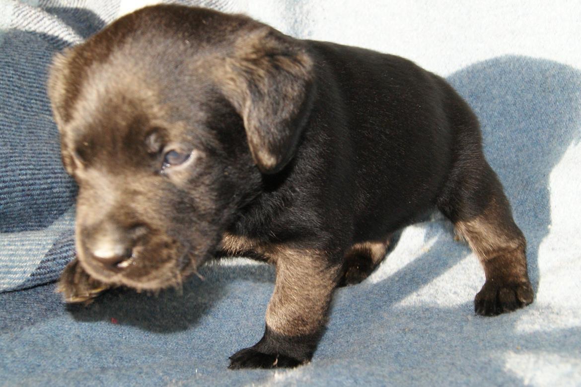 Labrador retriever BRUTUS - 4 uger billede 14