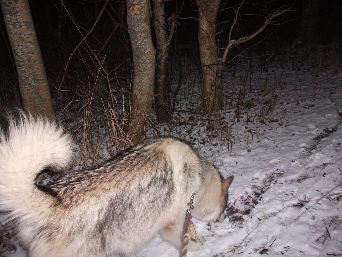 Alaskan malamute fenris billede 1