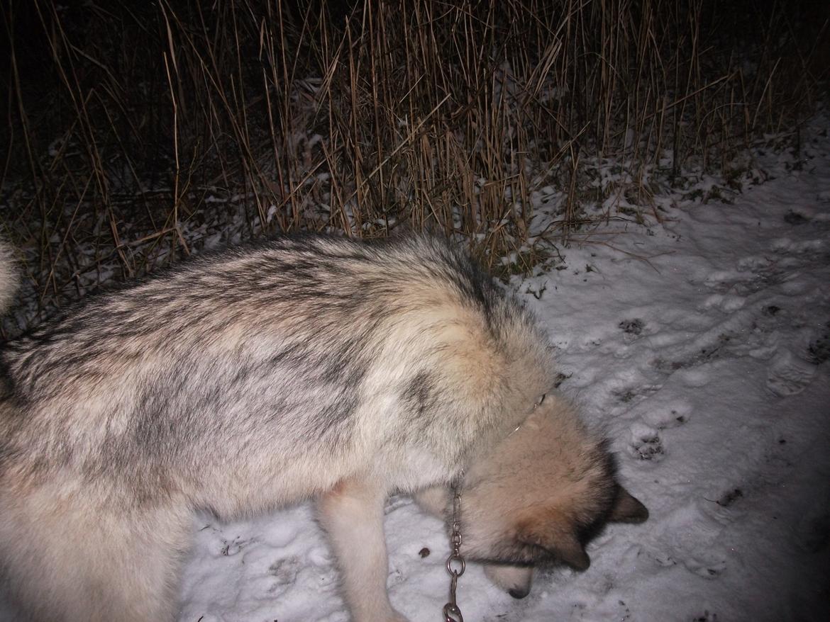 Alaskan malamute fenris billede 2
