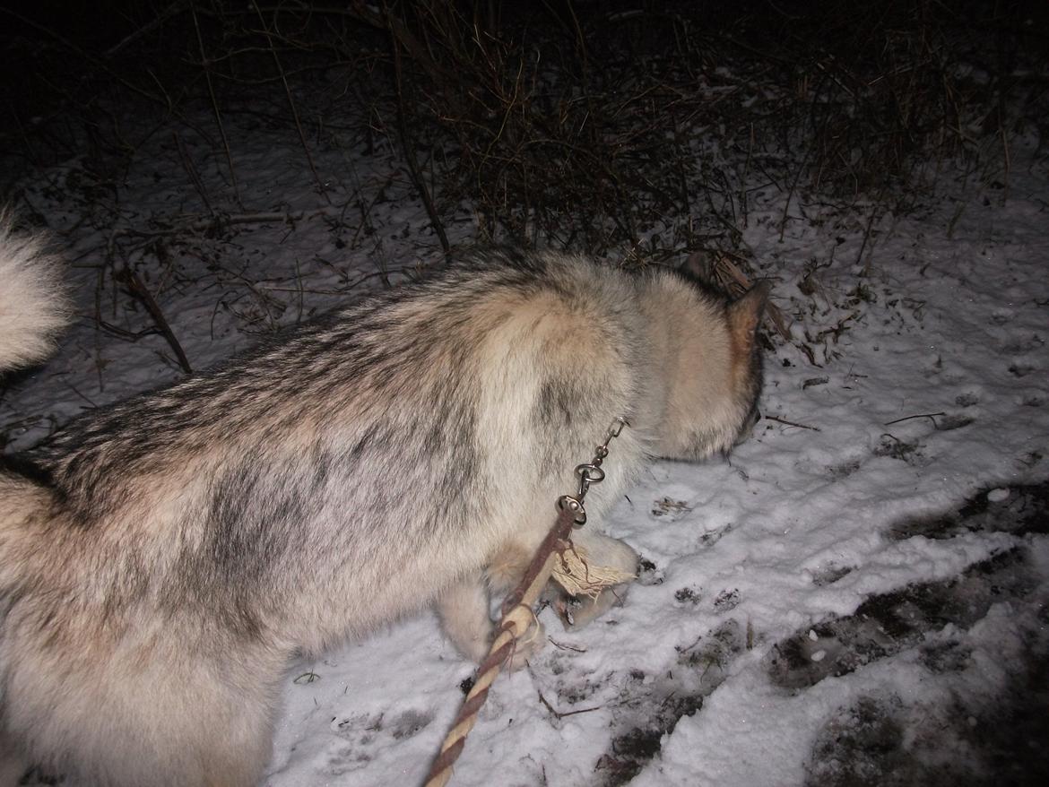 Alaskan malamute fenris billede 3