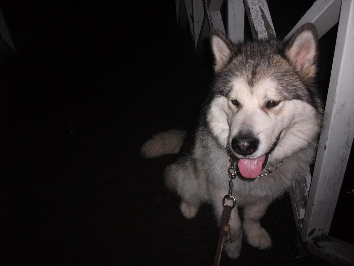 Alaskan malamute fenris billede 4