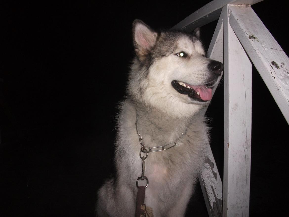 Alaskan malamute fenris billede 5