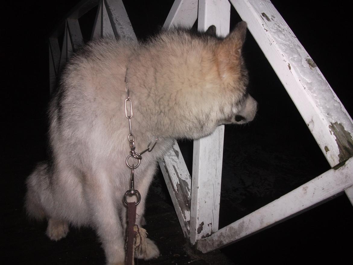 Alaskan malamute fenris billede 6