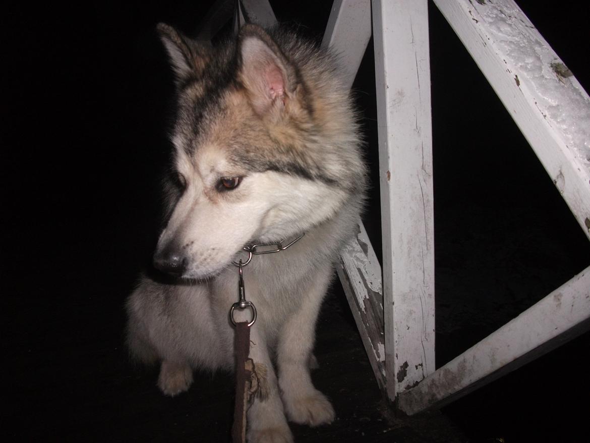 Alaskan malamute fenris billede 7