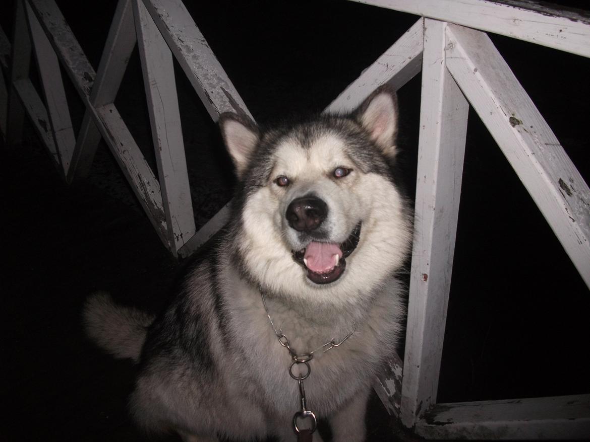 Alaskan malamute fenris billede 8