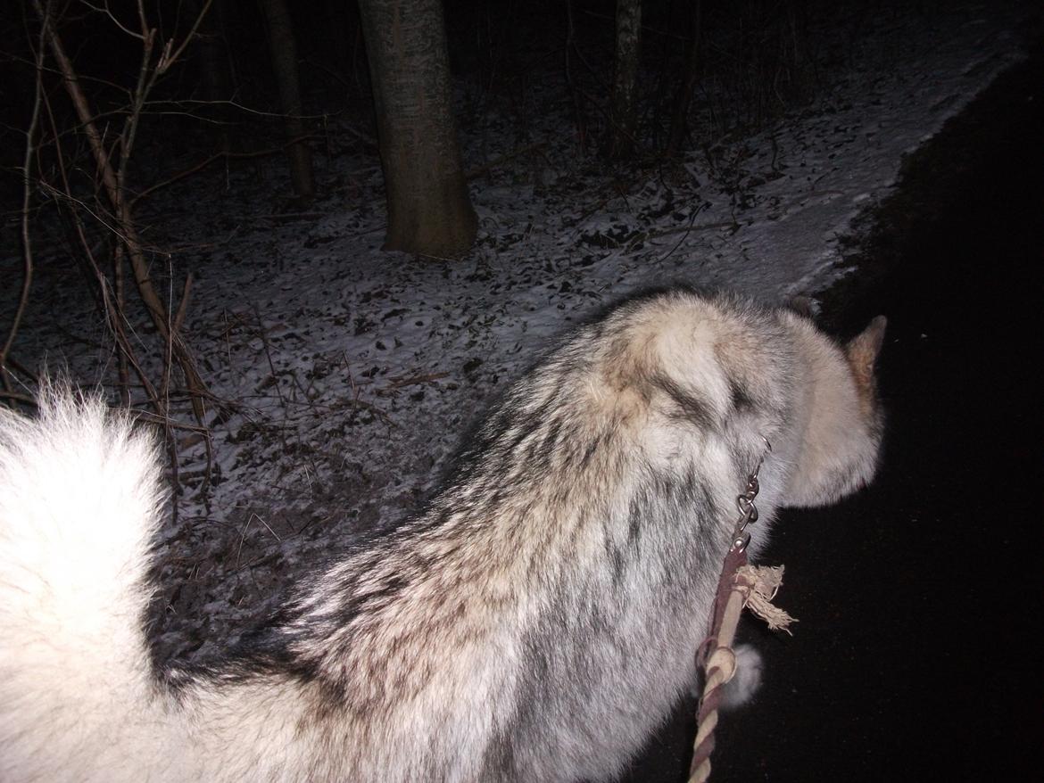 Alaskan malamute fenris billede 9