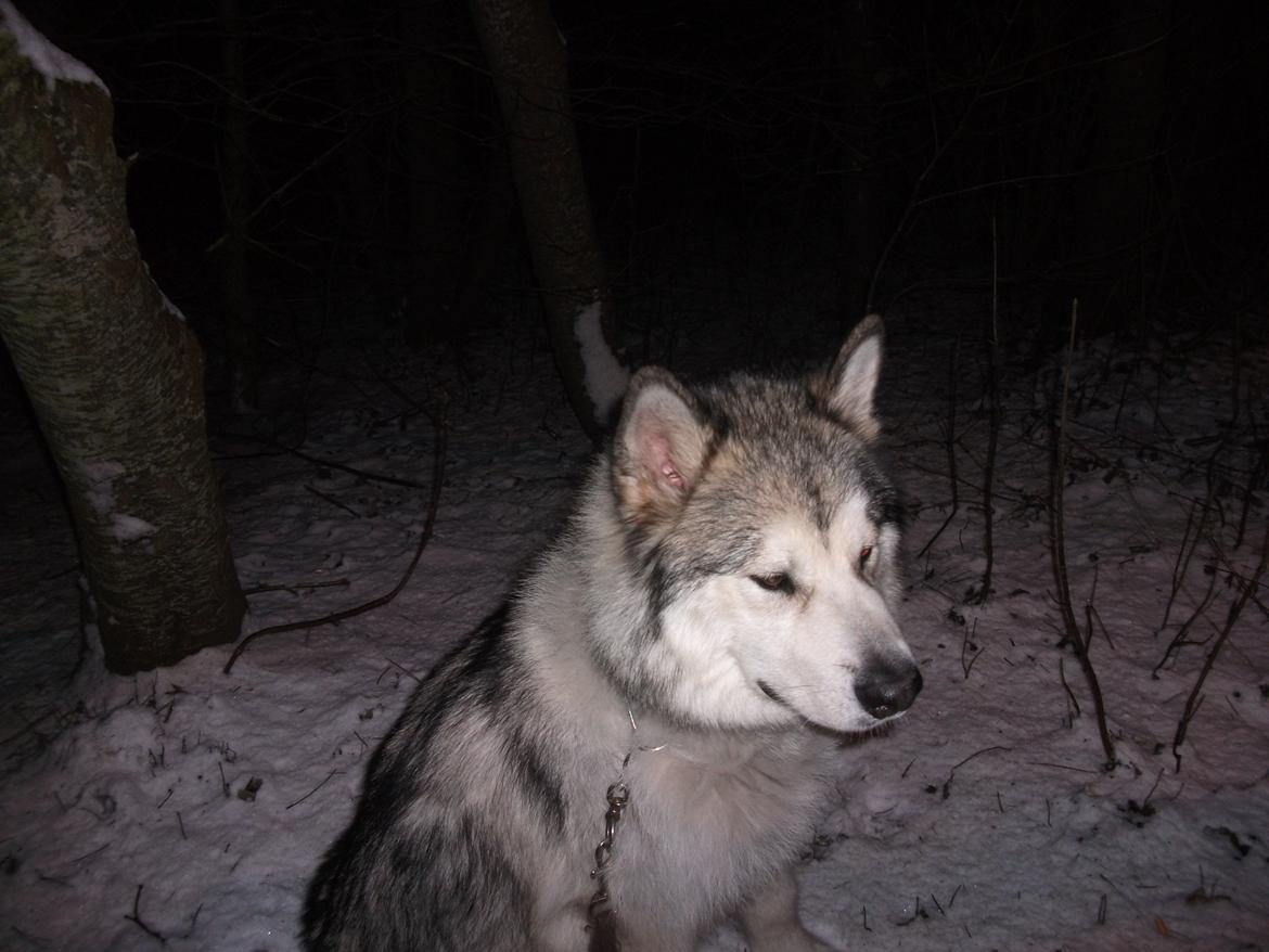 Alaskan malamute fenris billede 10