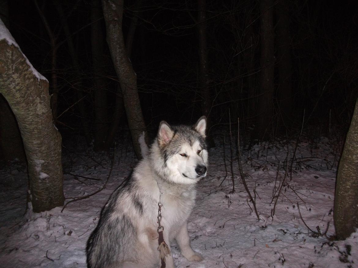 Alaskan malamute fenris billede 11