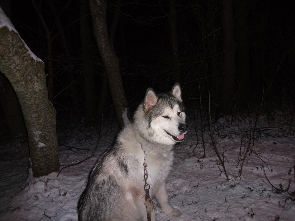 Alaskan malamute fenris billede 12
