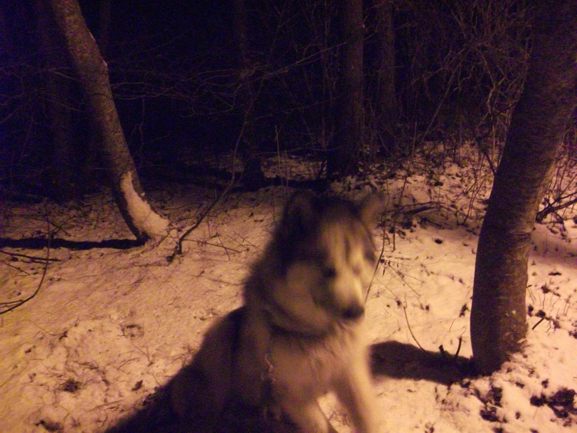 Alaskan malamute fenris billede 13