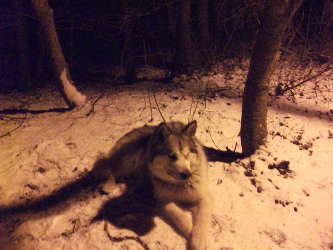 Alaskan malamute fenris billede 14