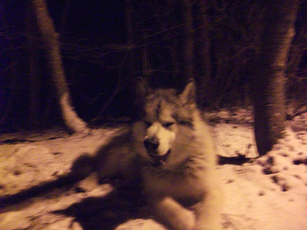 Alaskan malamute fenris billede 15