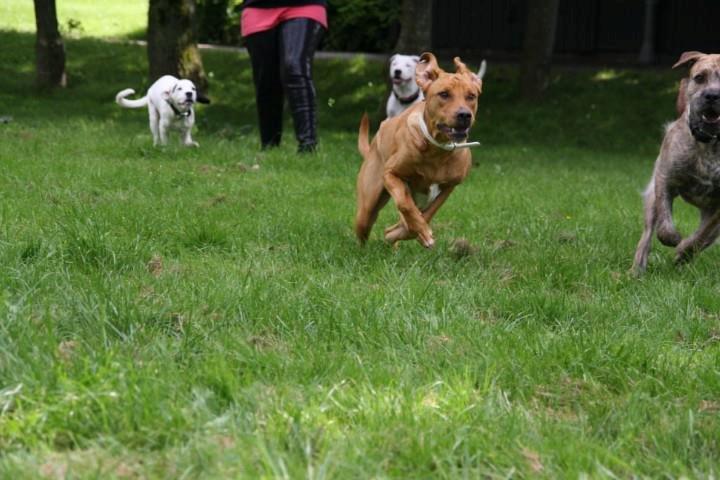 Blanding af racer Kenya billede 12