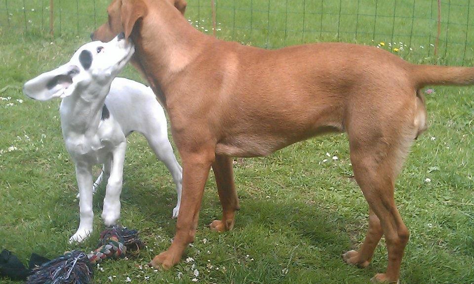 Blanding af racer Kenya billede 13