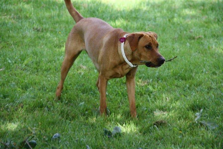 Blanding af racer Kenya billede 14