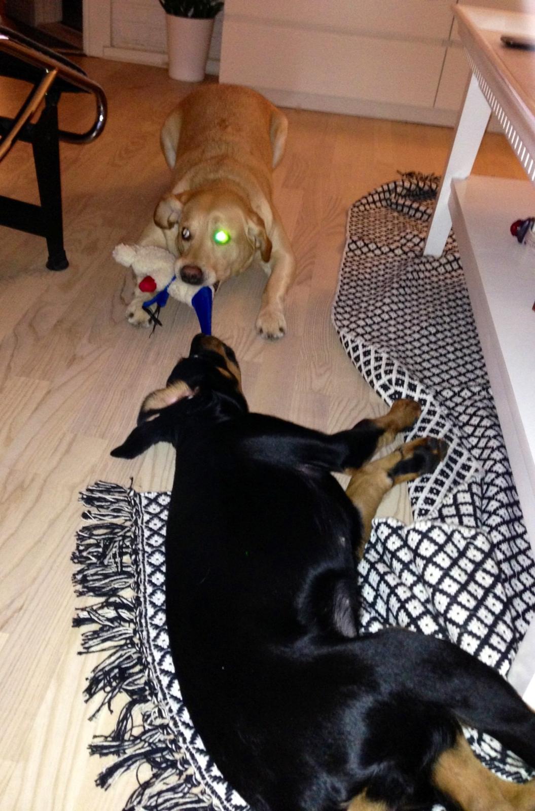 Blanding af racer Luna billede 1