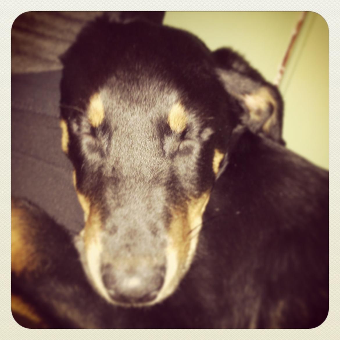 Blanding af racer Luna billede 2