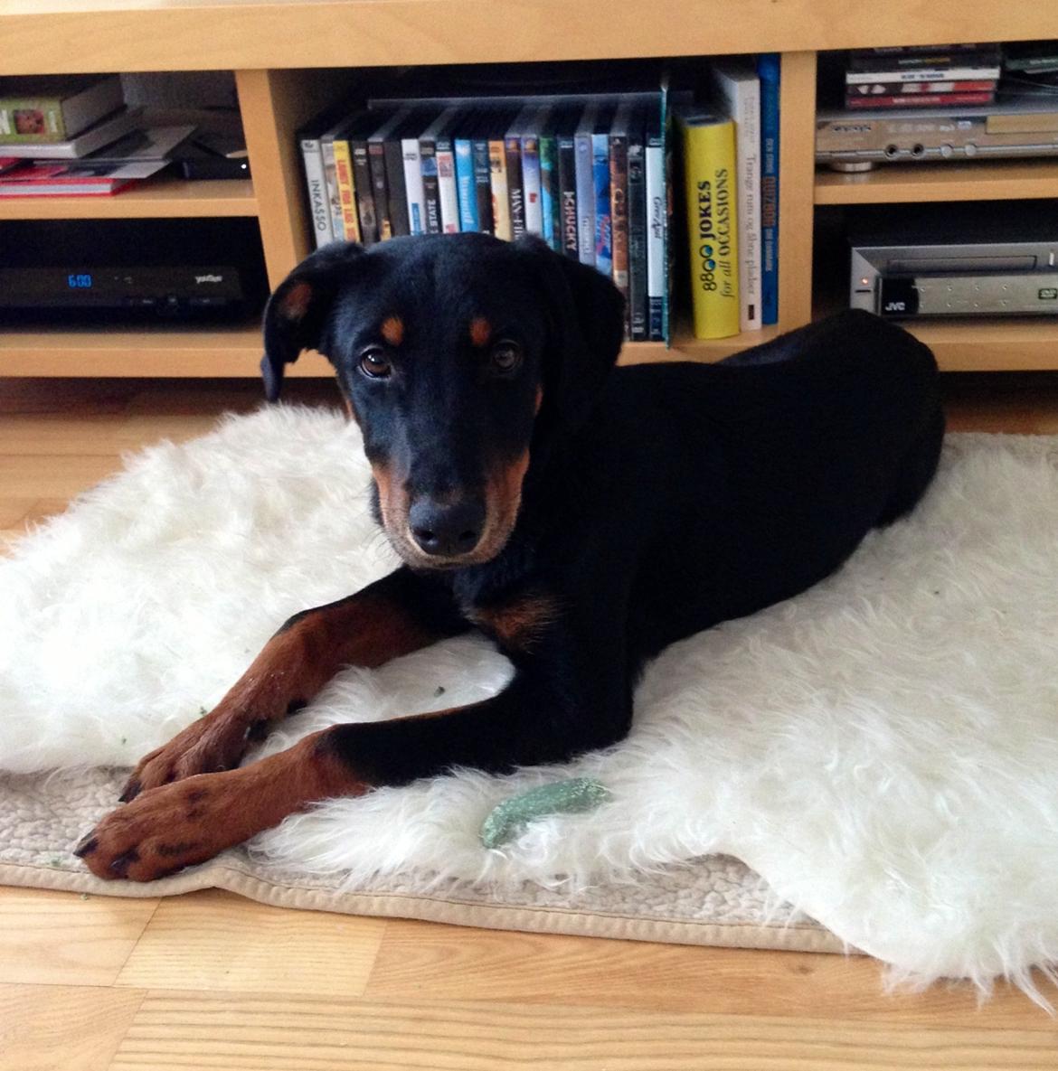 Blanding af racer Luna billede 5