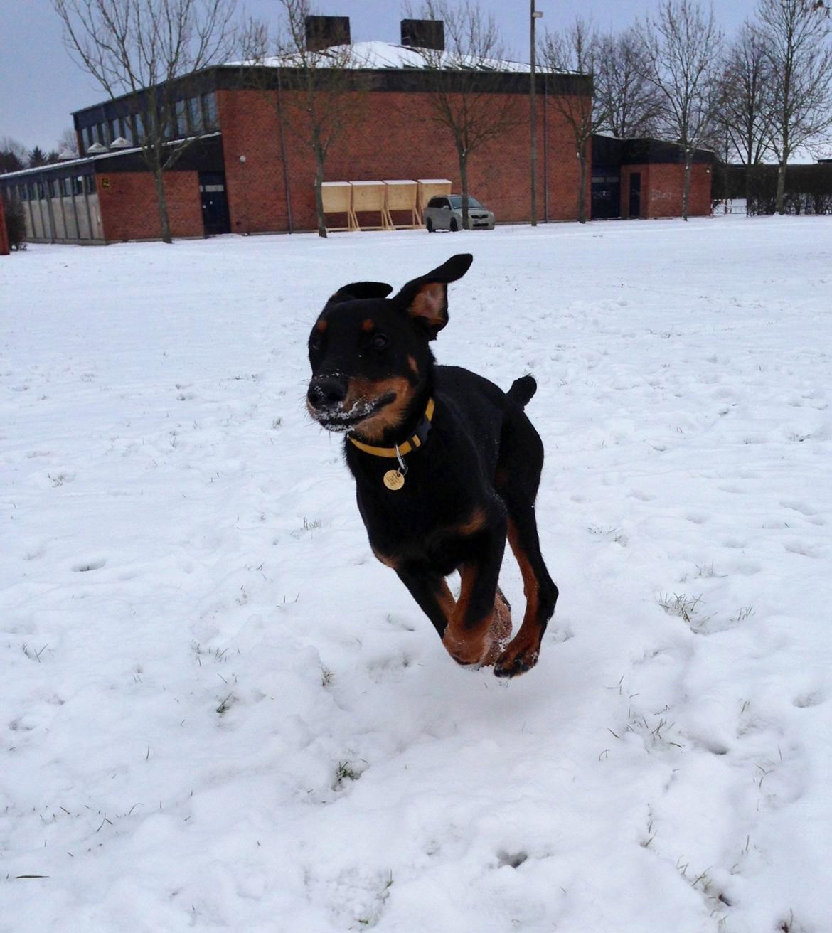 Blanding af racer Luna billede 6