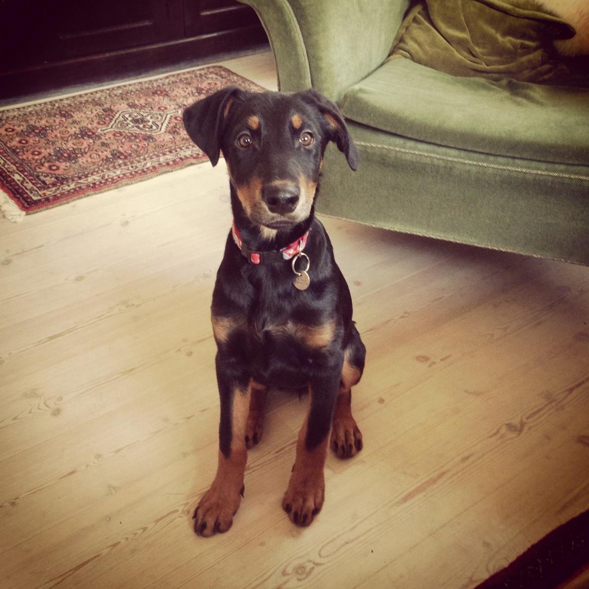 Blanding af racer Luna billede 7