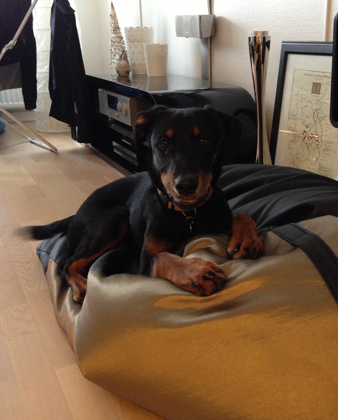 Blanding af racer Luna billede 8