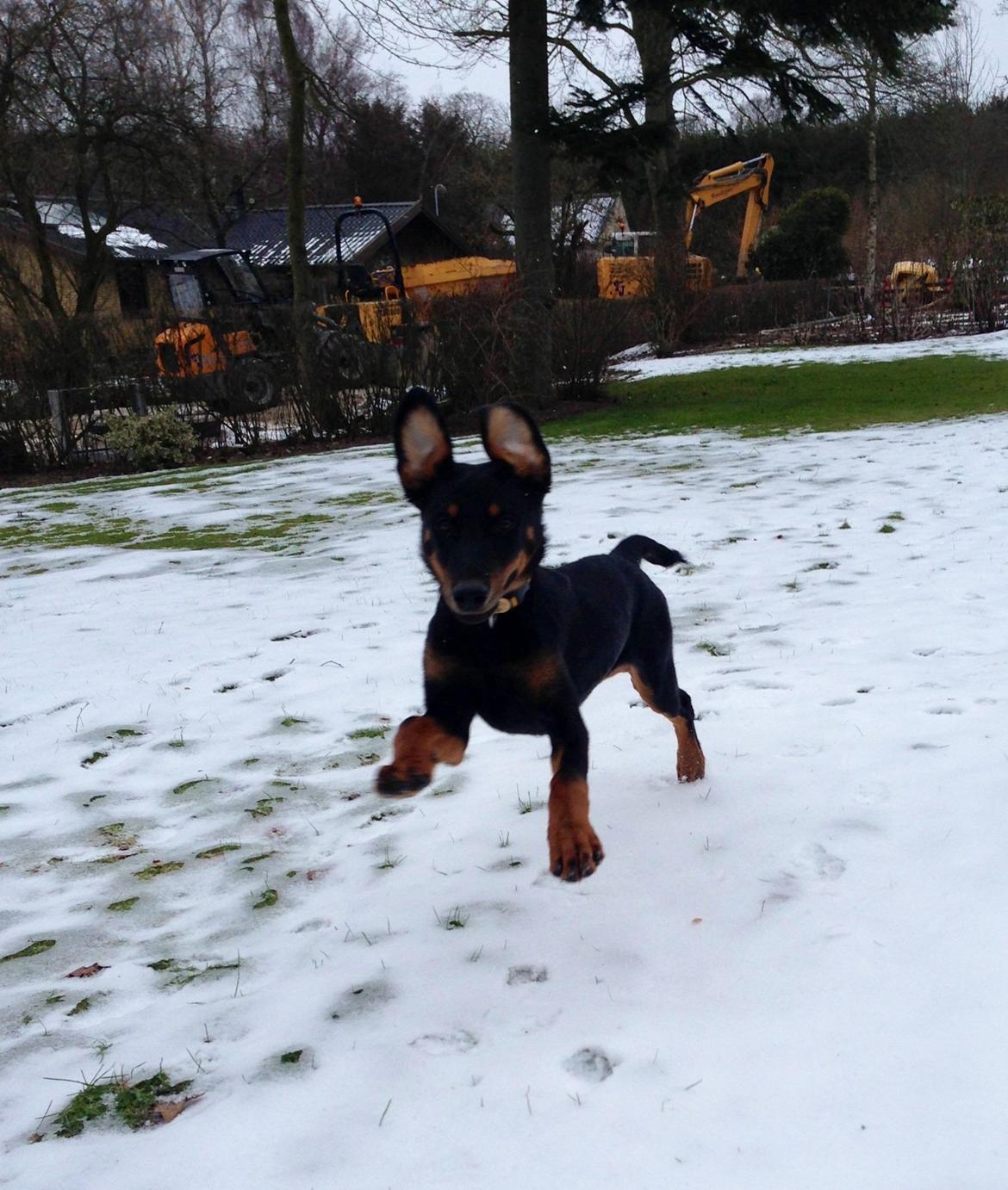 Blanding af racer Luna billede 9