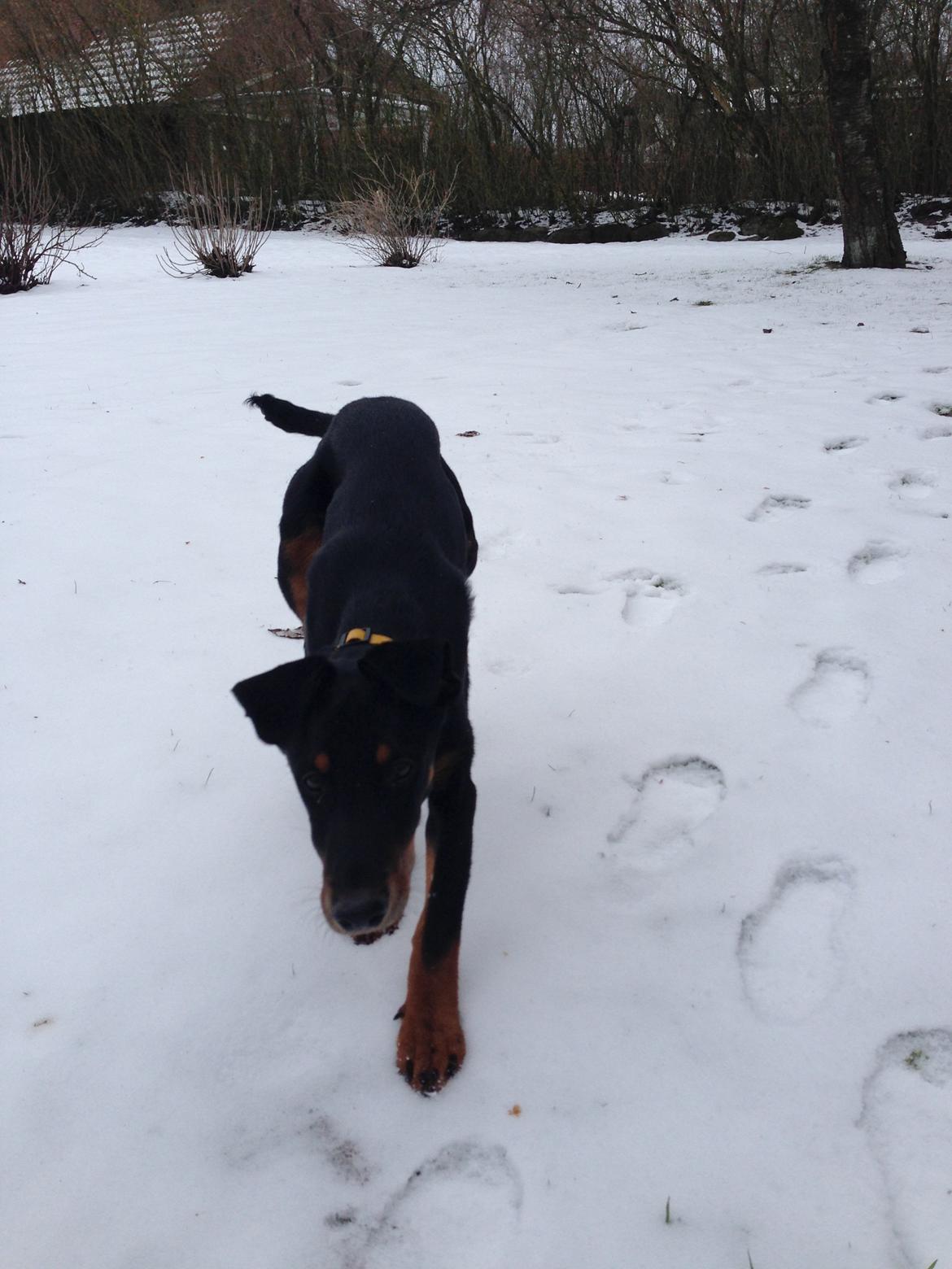 Blanding af racer Luna billede 11