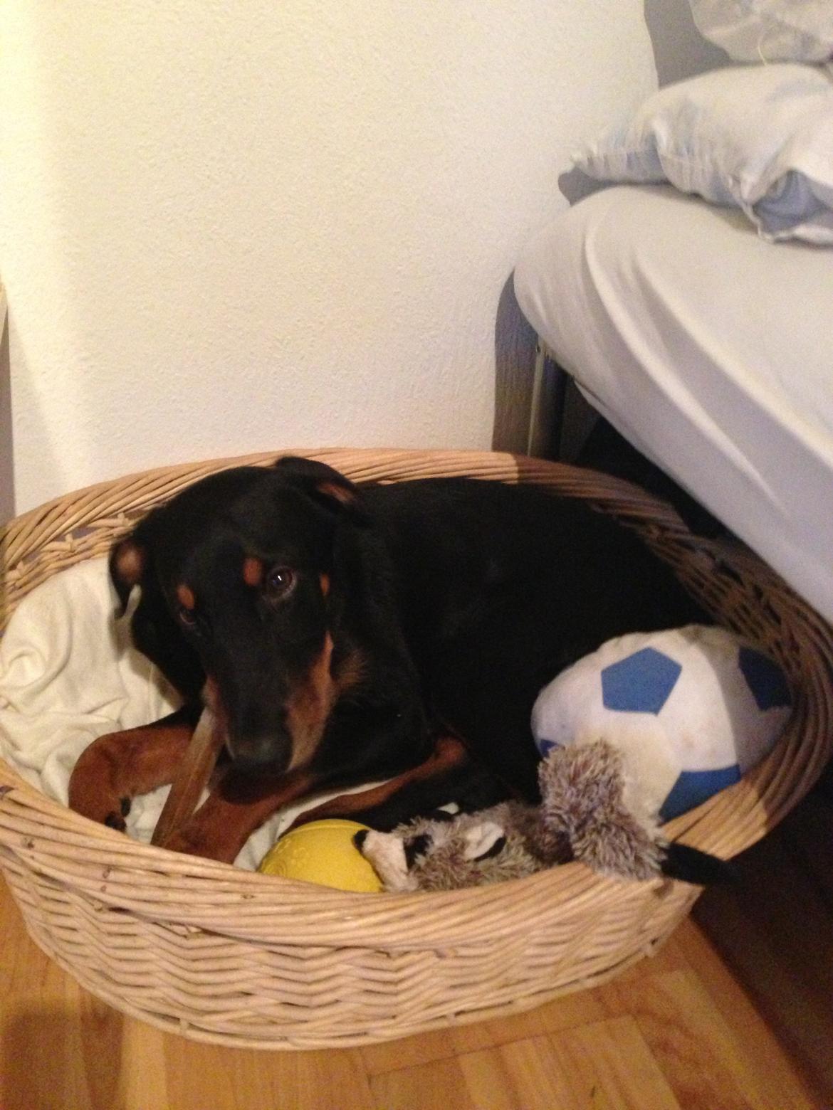 Blanding af racer Luna billede 10