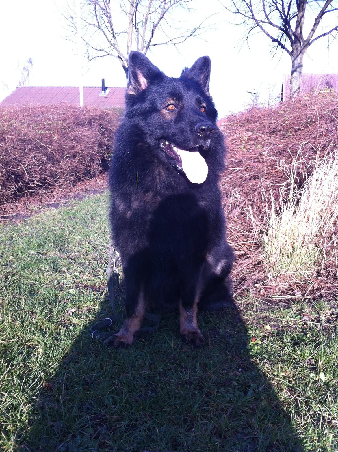 Schæferhund Fernando (Nano) billede 10