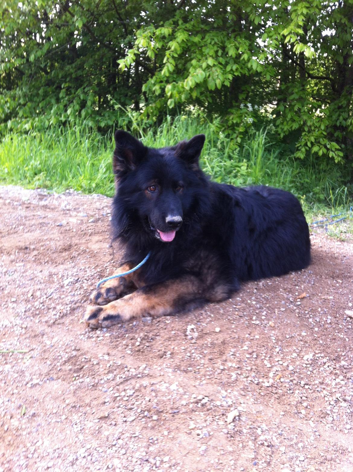 Schæferhund Fernando (Nano) billede 11