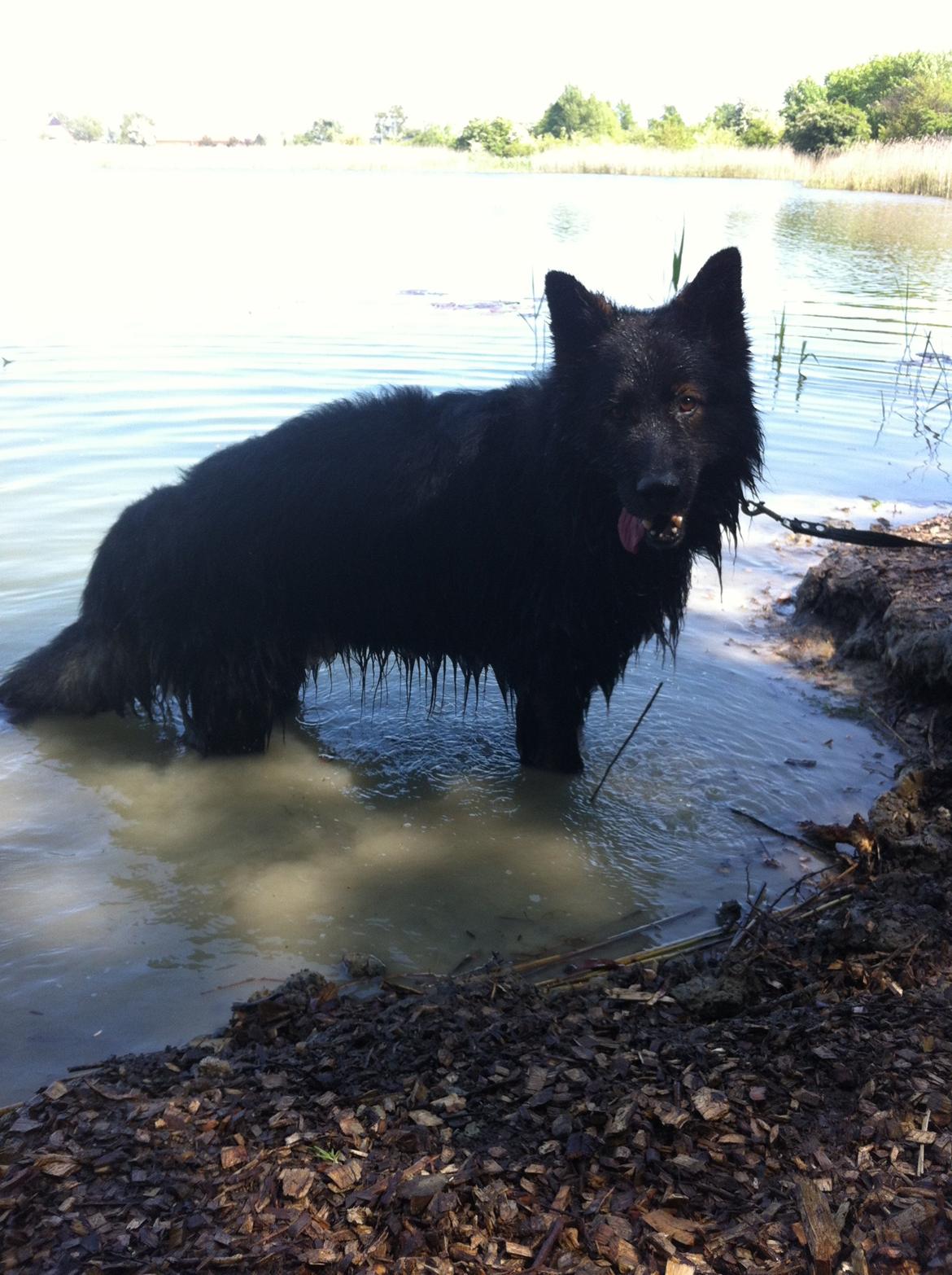 Schæferhund Fernando (Nano) billede 12