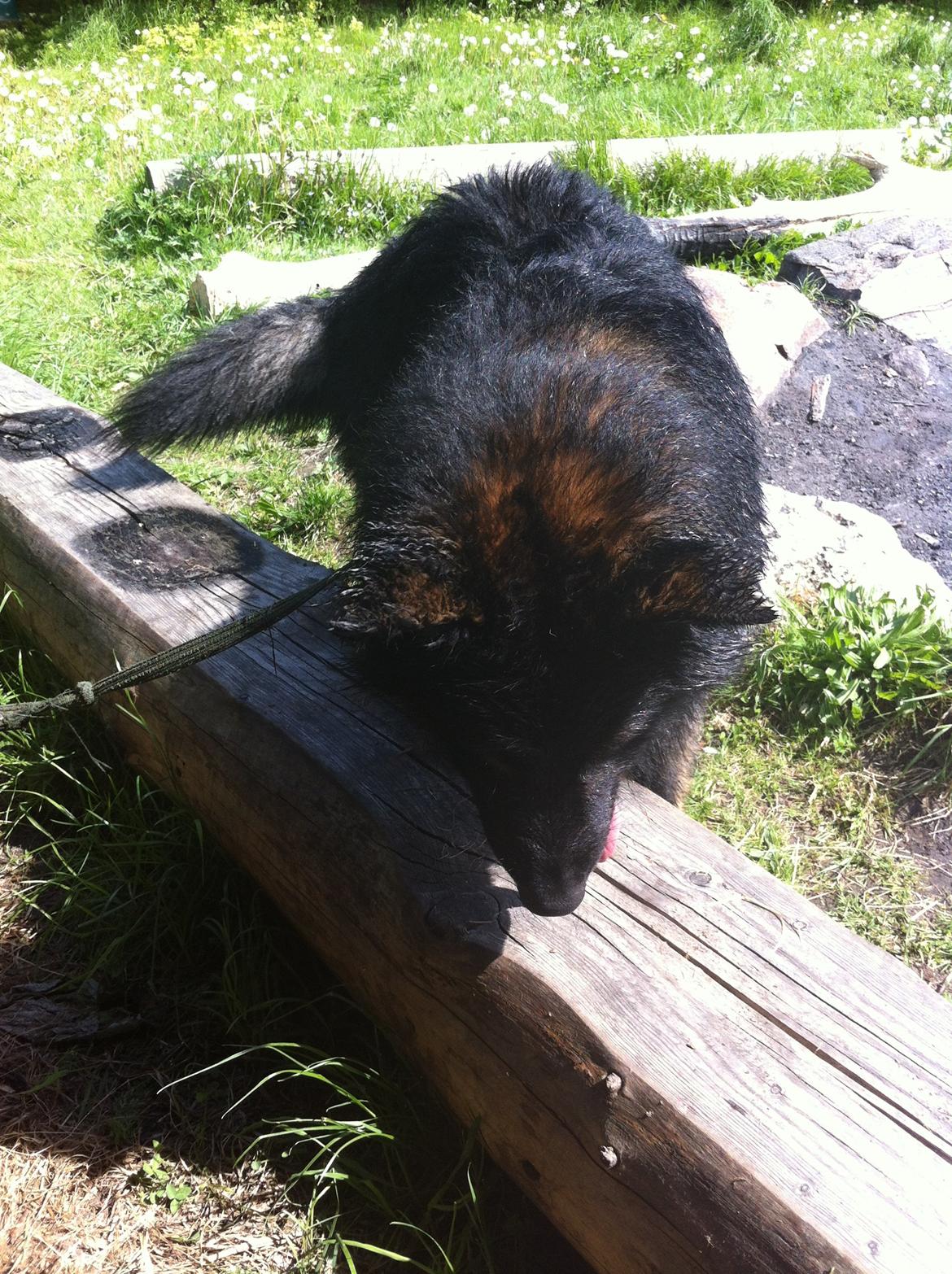 Schæferhund Fernando (Nano) billede 13