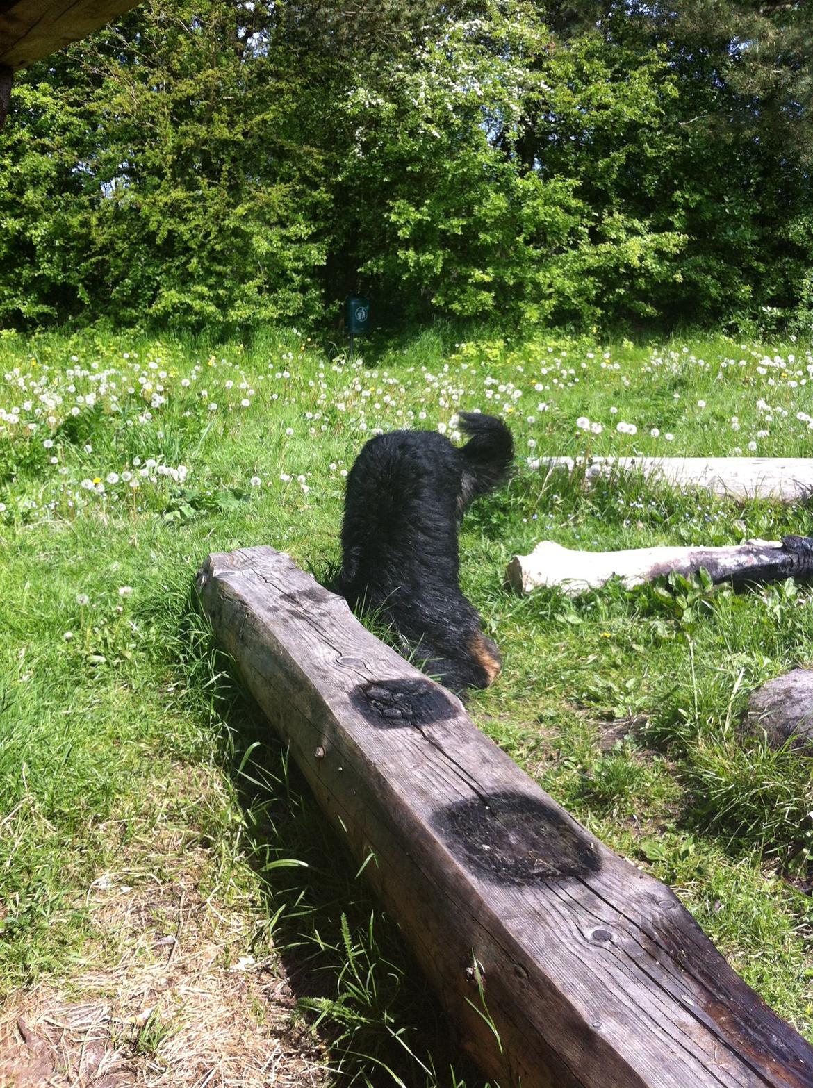 Schæferhund Fernando (Nano) billede 14