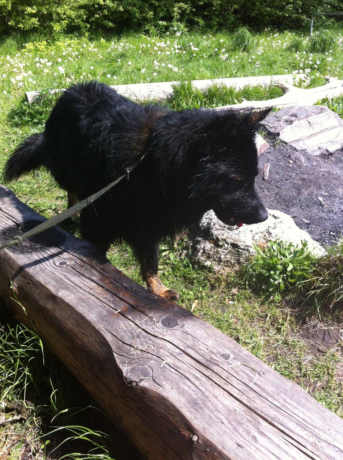 Schæferhund Fernando (Nano) billede 15