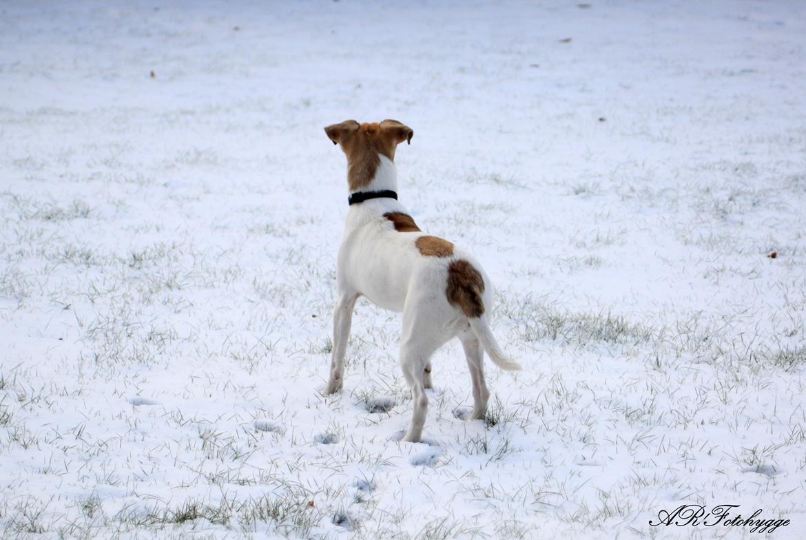 Dansk svensk gaardhund Lulu billede 4