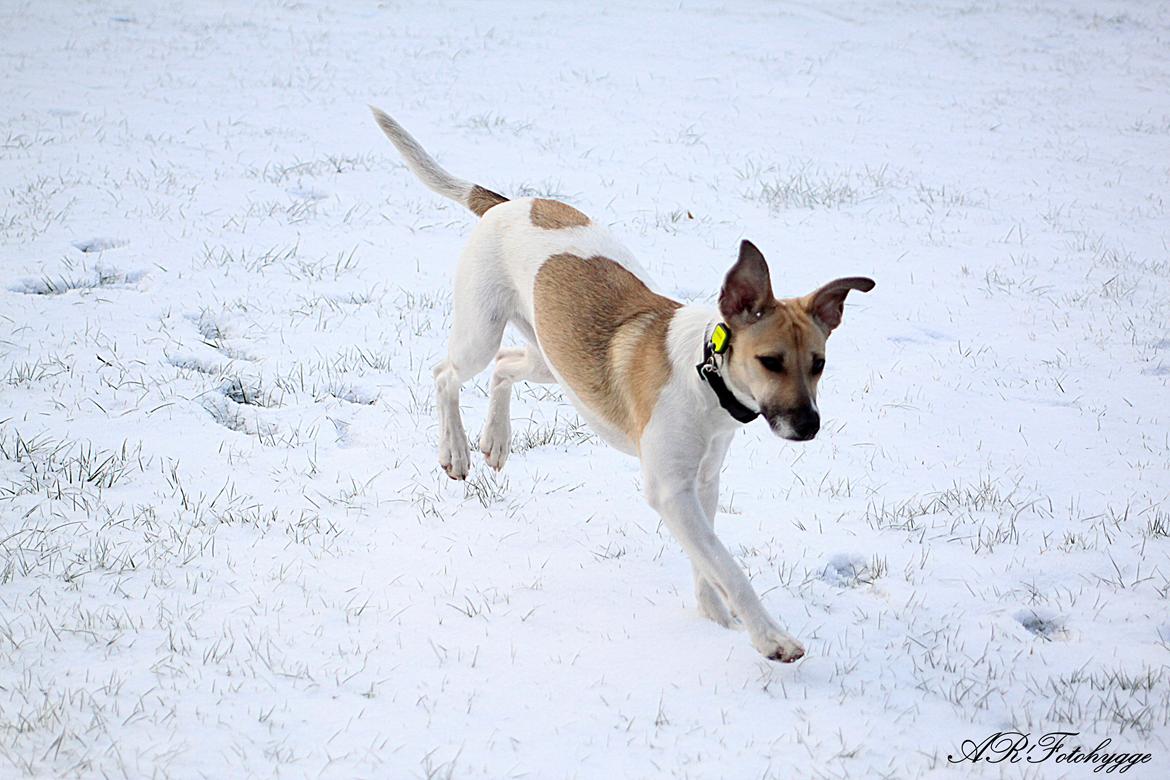 Dansk svensk gaardhund Lulu billede 6