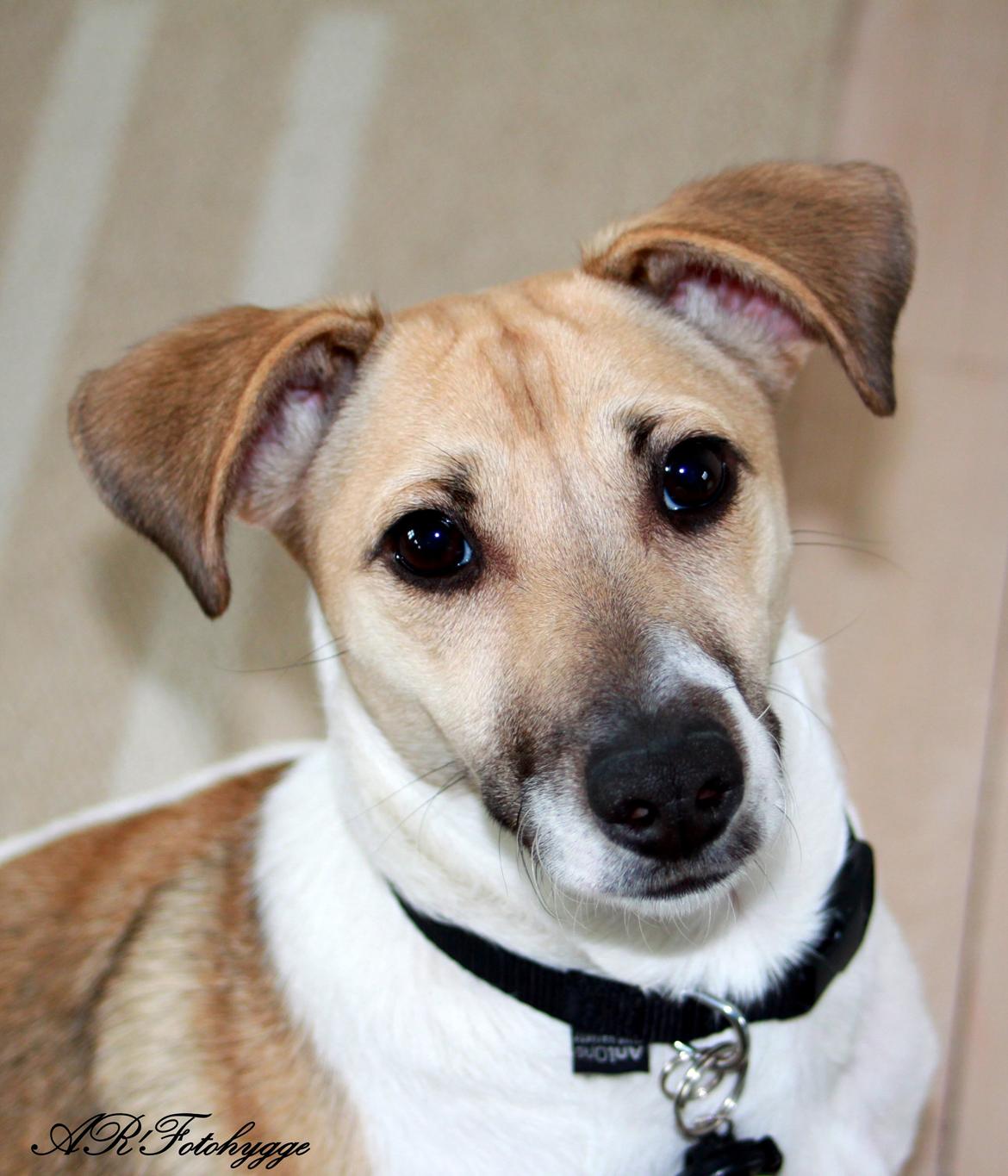 Dansk svensk gaardhund Lulu billede 2