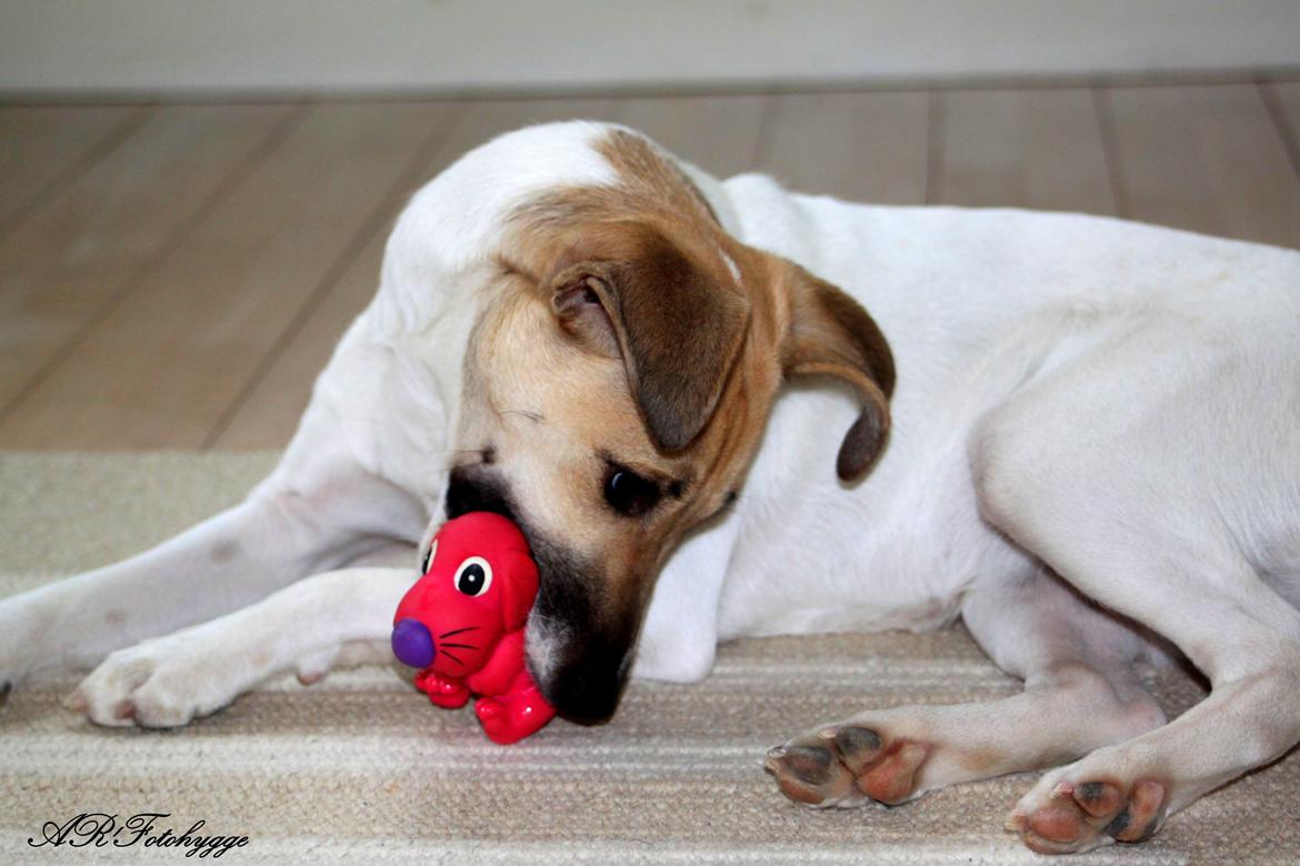 Dansk svensk gaardhund Lulu - Føreste gang Lulu tog et stykke legetøj i munden, meget forsigtig & i tvivl om hun måtte. Så massere af ros & lidt tryk på pivedyet gav hende mod på mere. billede 7