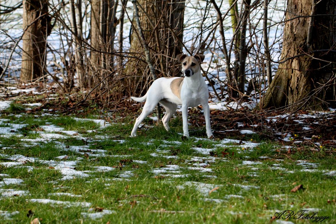 Dansk svensk gaardhund Lulu billede 8