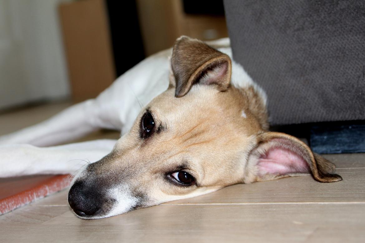 Dansk svensk gaardhund Lulu billede 10