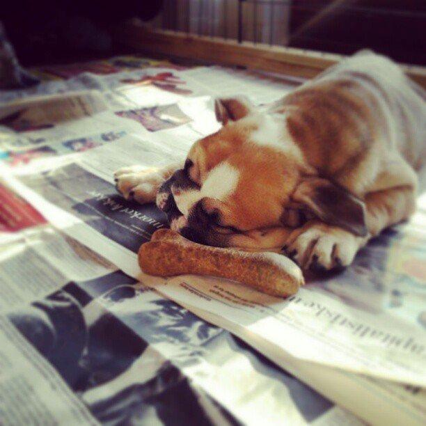 Engelsk bulldog Otto billede 12